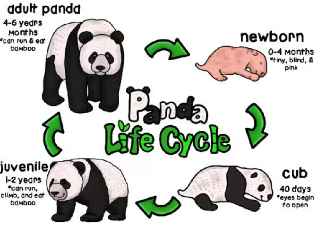 Panda Life Cycle