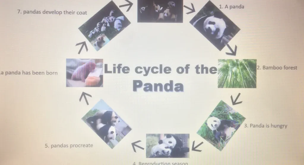 Panda Life Cycle