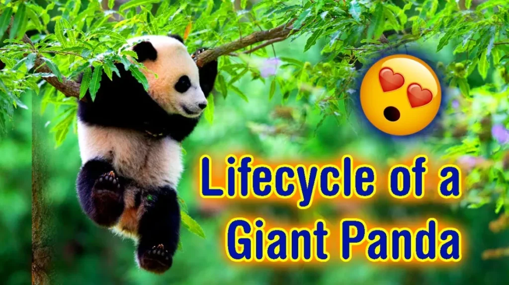 Panda Life Cycle
