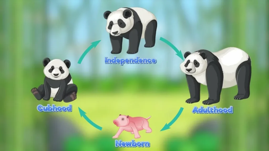 Panda Life Cycle