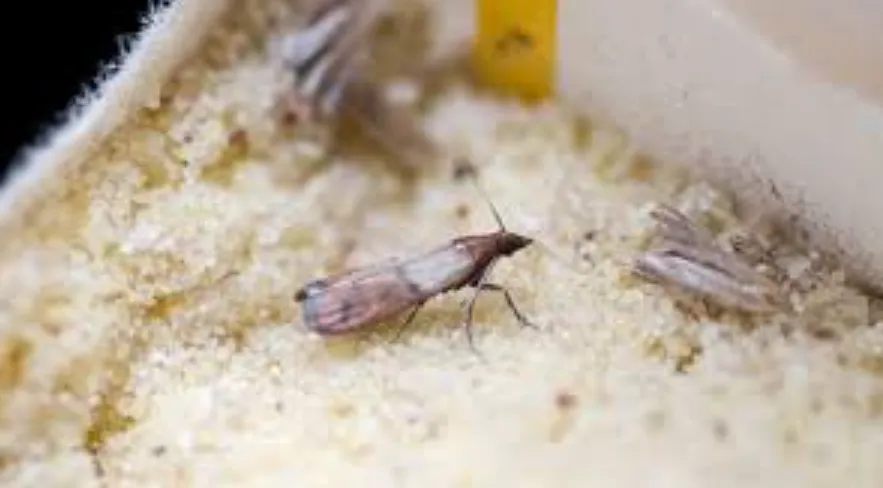 Pantry Moth Life Cycle