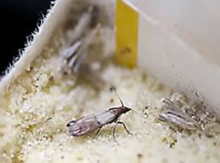 Pantry Moth Life Cycle