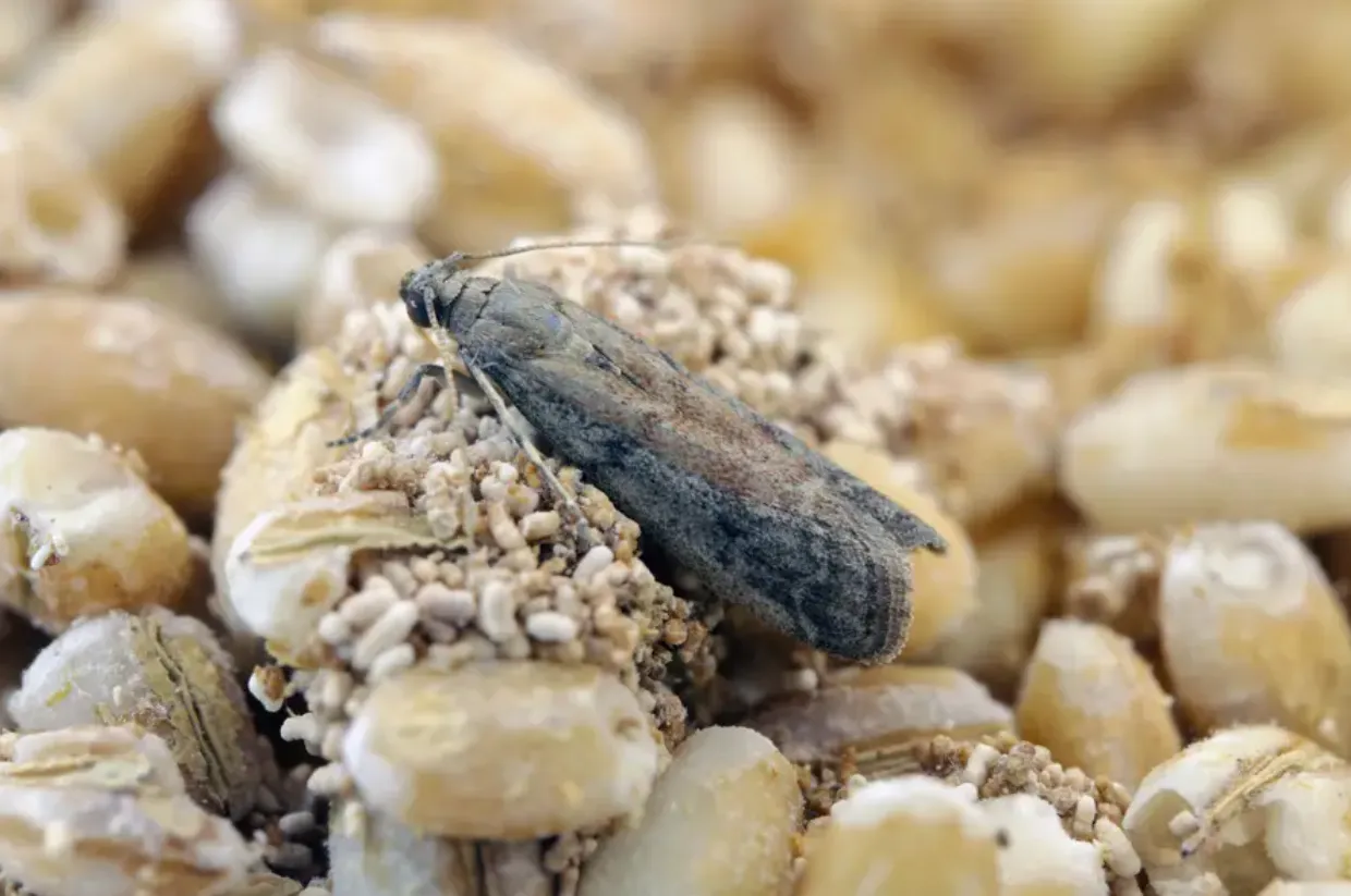Pantry Moth Life Cycle