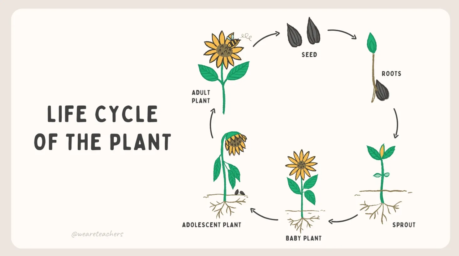 Plant Life Cycle