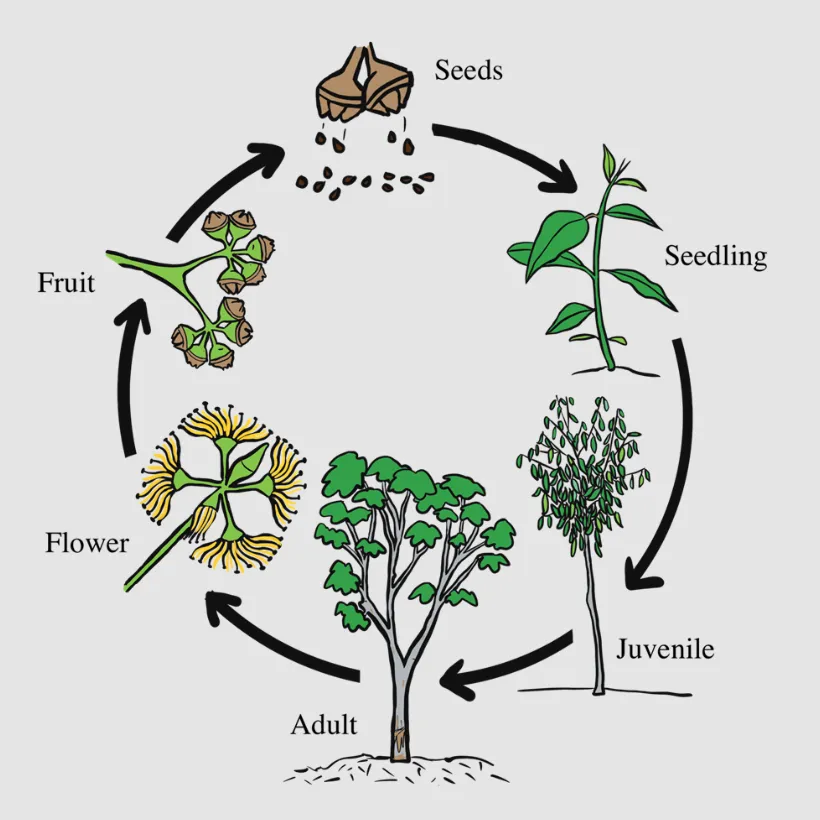 Plant Life Cycle