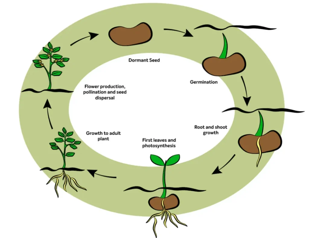 Plant Life Cycle
