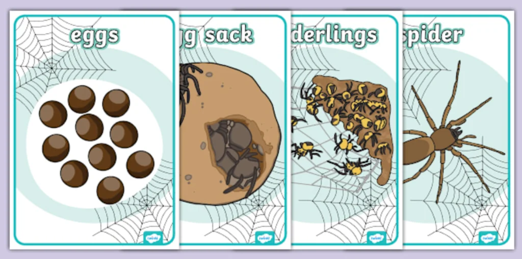 Spider Life Cycle