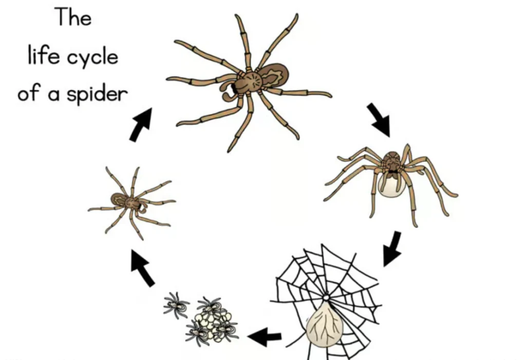Spider Life Cycle