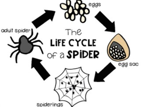 Spider Life Cycle
