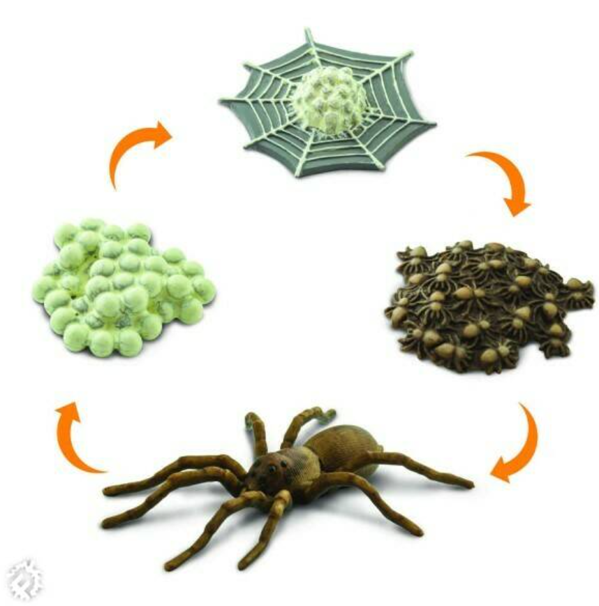 Spider Life Cycle
