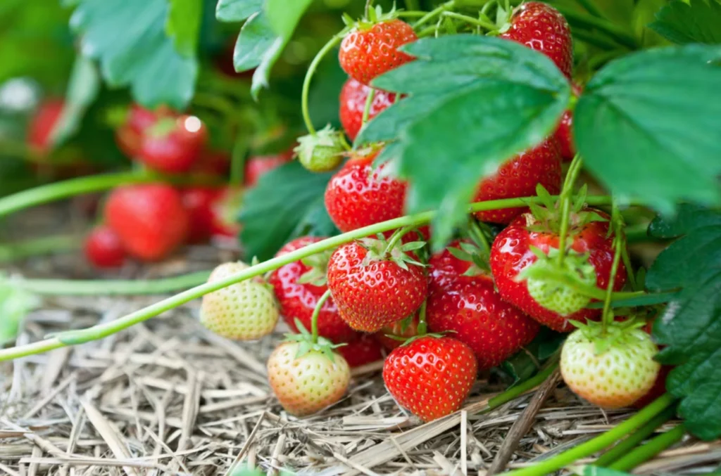 Strawberry Life Cycle