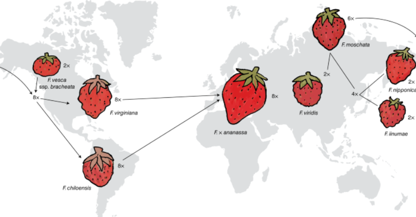 Strawberry Life Cycle