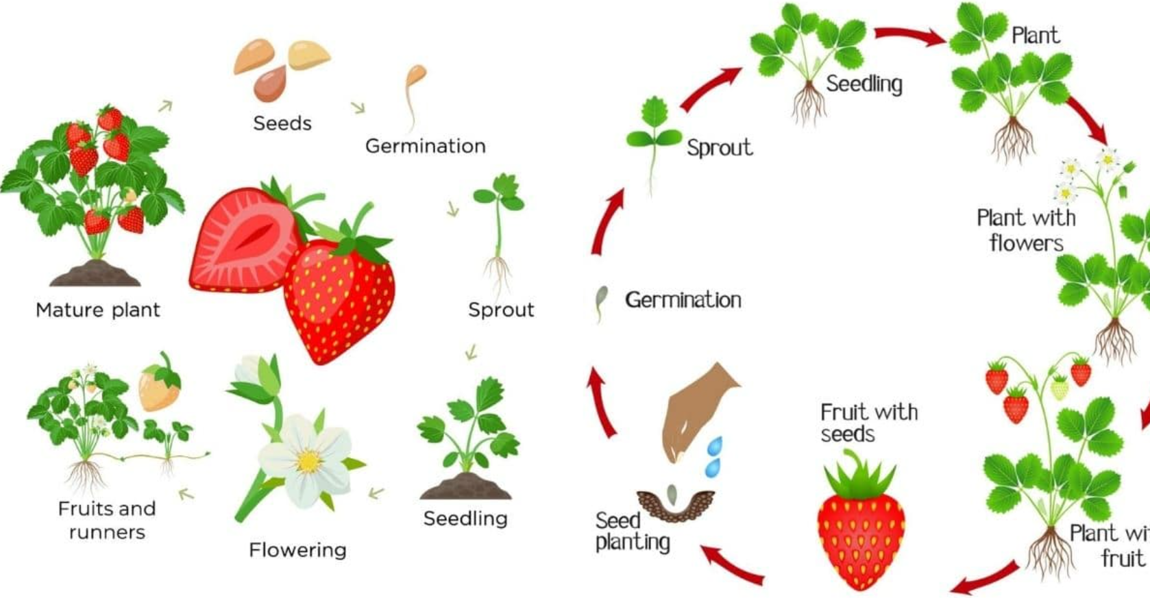 Strawberry Life Cycle