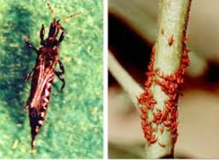 Thrips Life Cycle