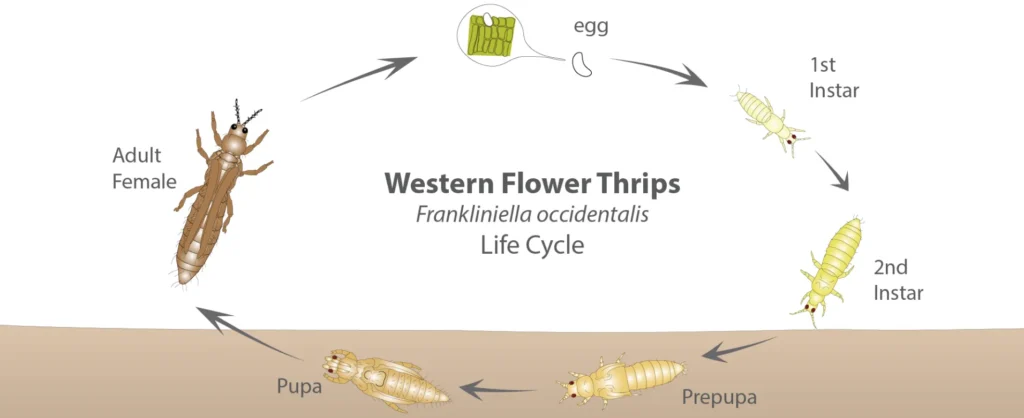 Thrips Life Cycle