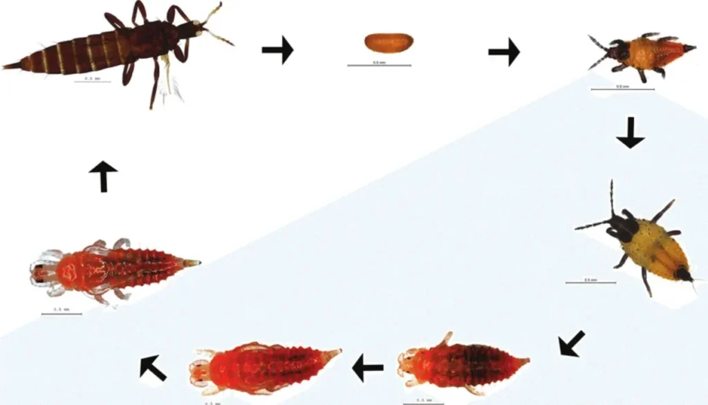 Thrips Life Cycle