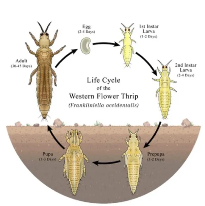 Thrips Life Cycle