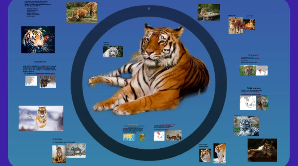 Tiger Life Cycle