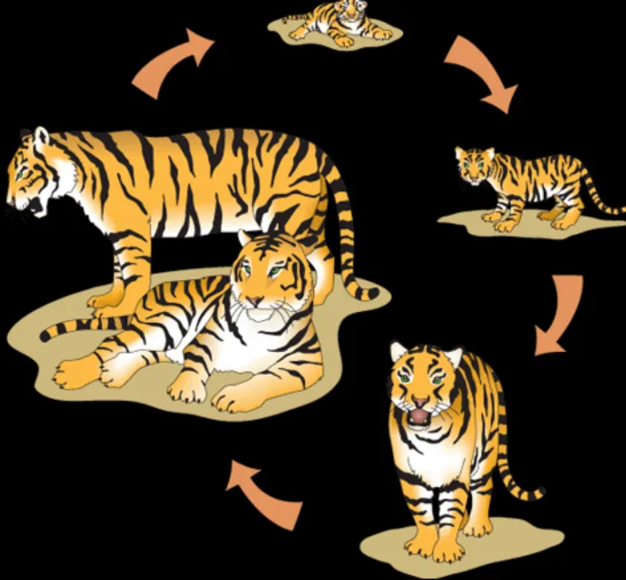 Tiger Life Cycle
