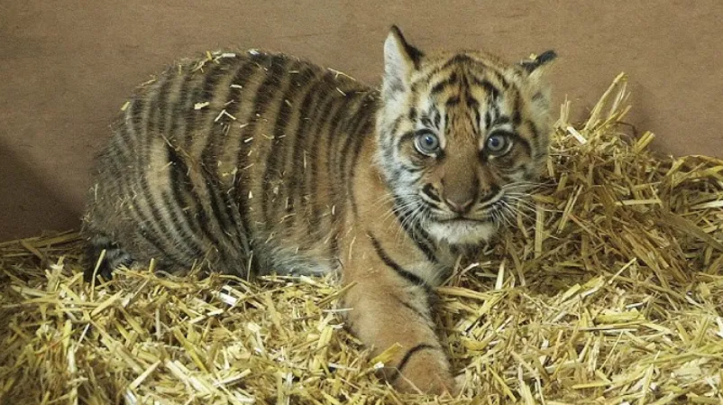 Tiger Life Cycle
