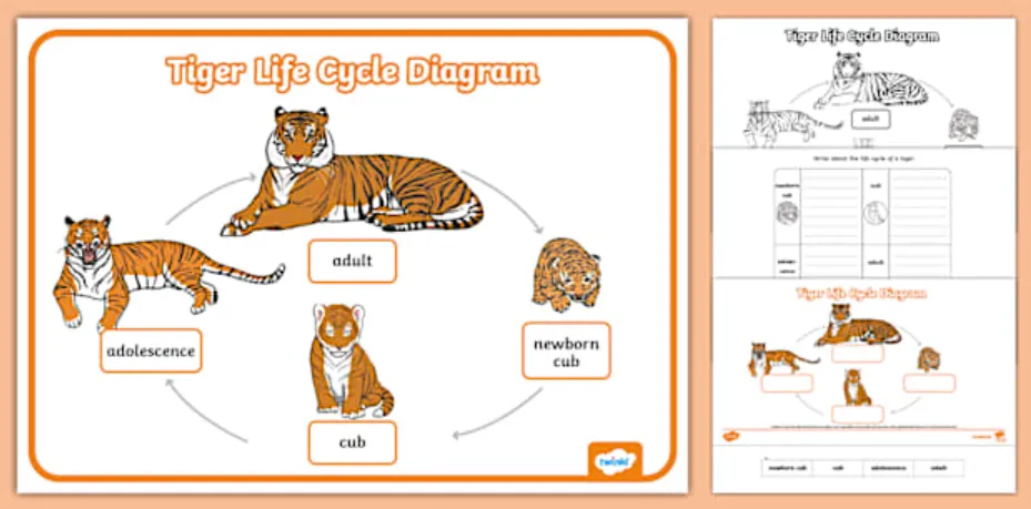Tiger Life Cycle