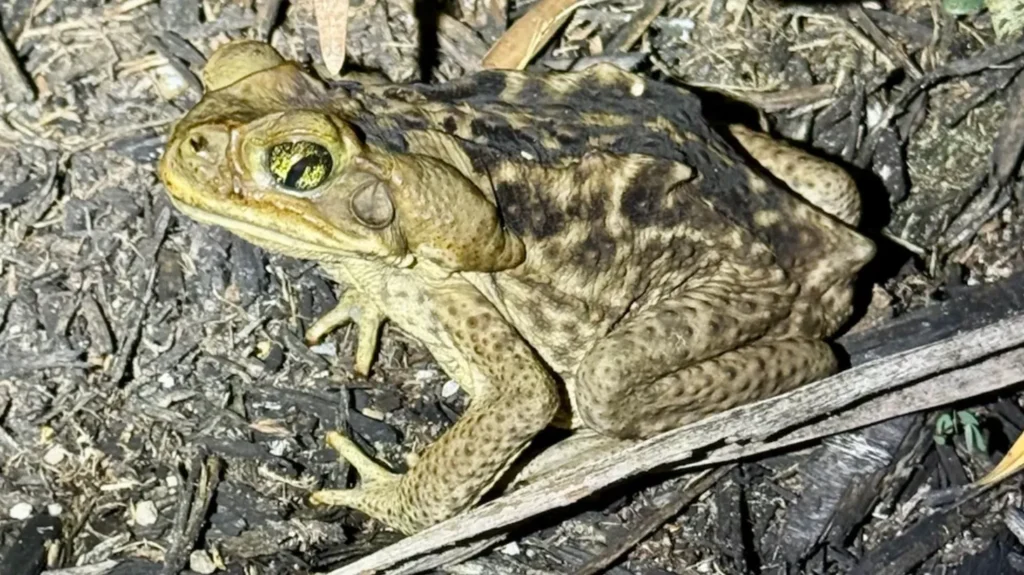Toad’s Life Cycle