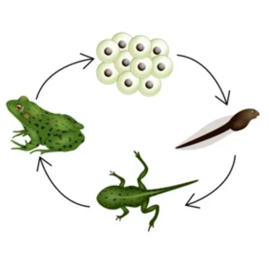 Toad’s Life Cycle
