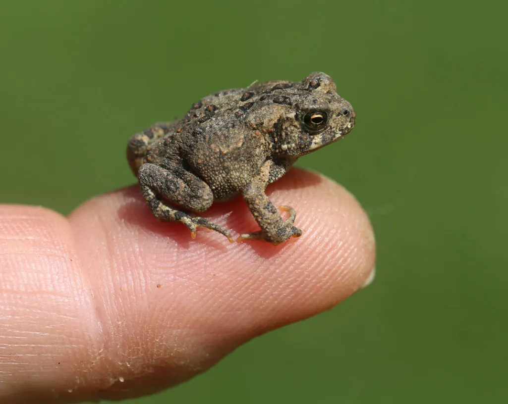 Toad’s Life Cycle