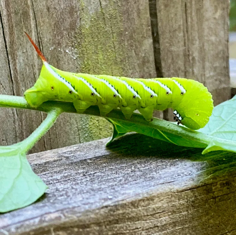 Tomato Caterpillar Life Cycle