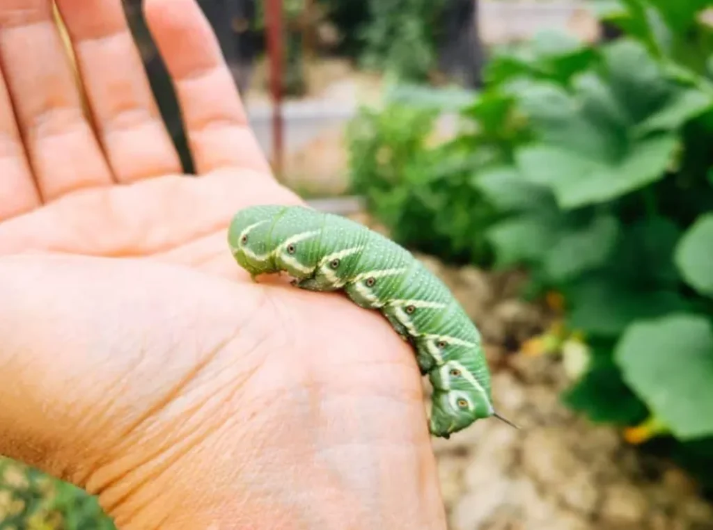 Tomato Caterpillar Life Cycle