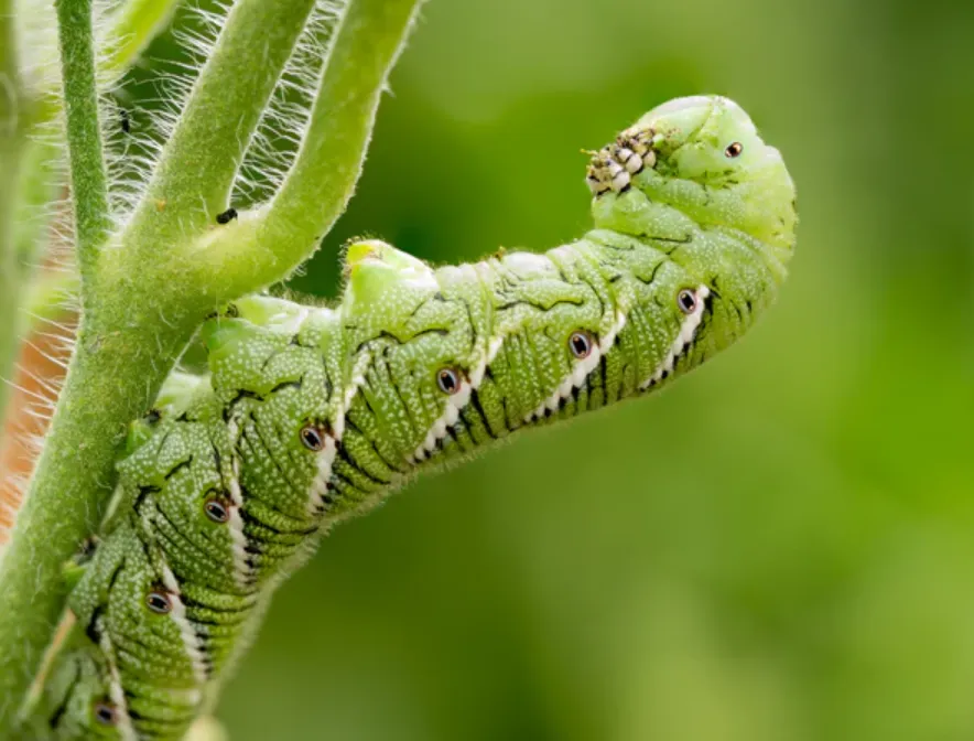 Tomato Caterpillar Life Cycle