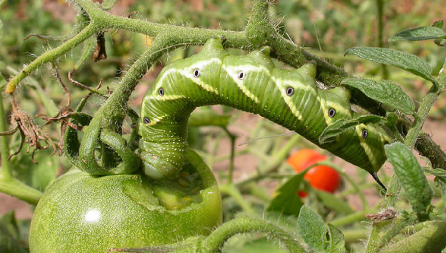 Tomato Worm Life Cycle