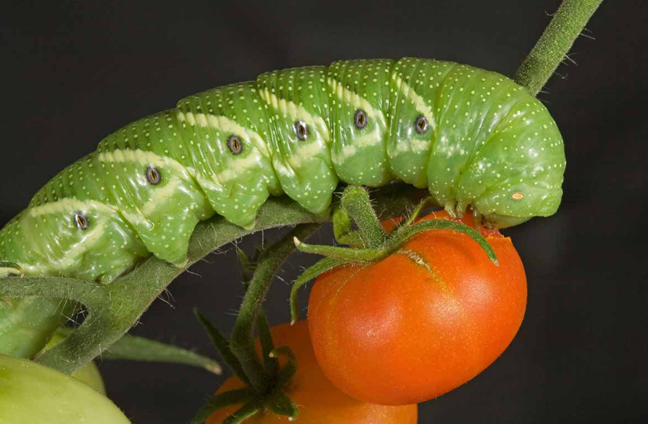 Tomato Worm Life Cycle