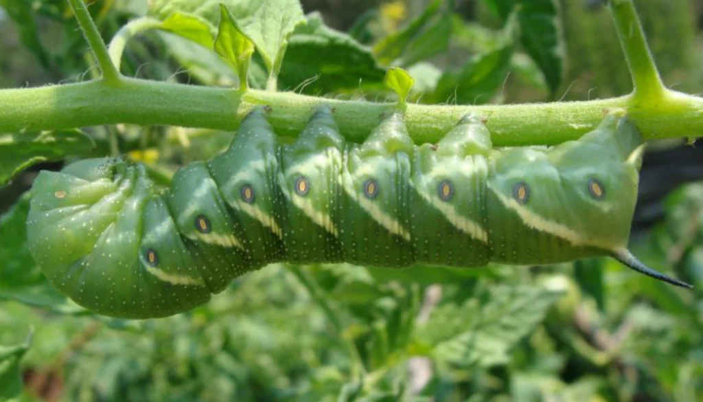 Tomato Worm Life Cycle
