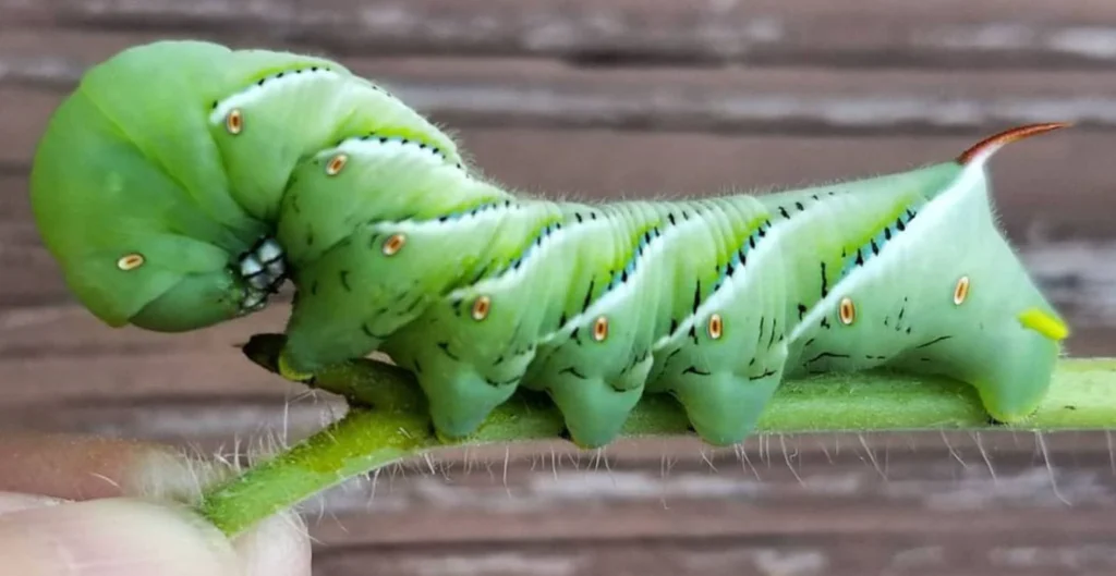 Tomato Worm Life Cycle
